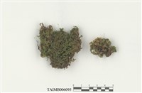 藏品(挾葉擬合睫蘚)的圖片